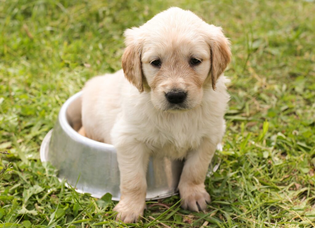 enjoy-camping-with-dog-guide2